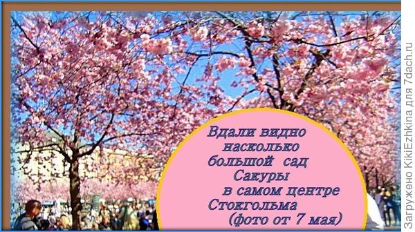 В действительности цветение нежно-розовое, очень красивое! Всегда  меня  восхищает  массовое  цветение  любых  цветов!