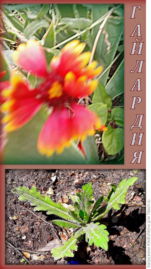 Мой кустик-одногодка дал  мне молодые  делёночки...