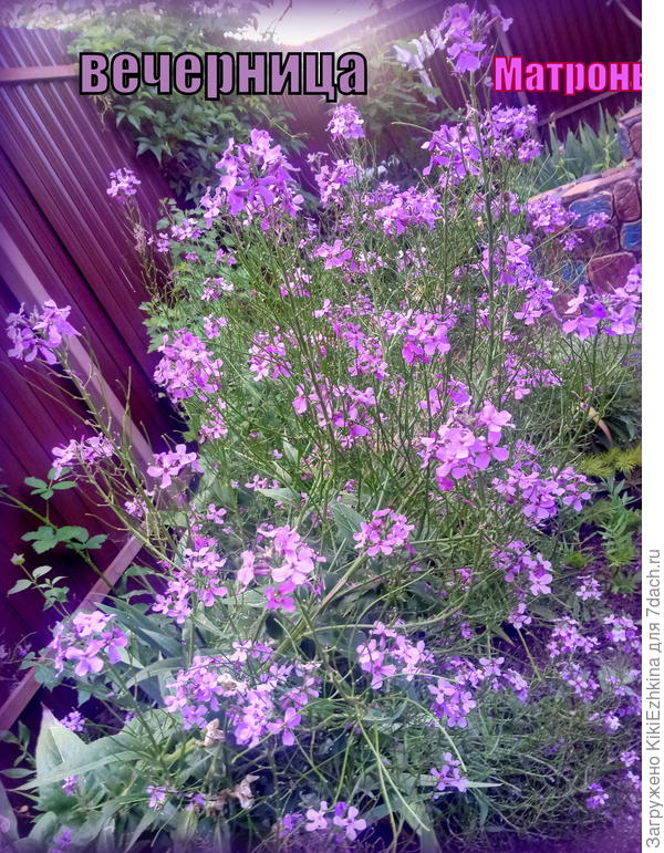 летом 2021 года Вечерница зацвела у меня в саду впервые  и  оставила о себе неизгладимое впечатление.  Дождавшись созревания семян я  сразу же  посеяла  рядочек  на рассаду. И вот сейчас по весне- рассаживаю  уже росточки на  постоянное место...