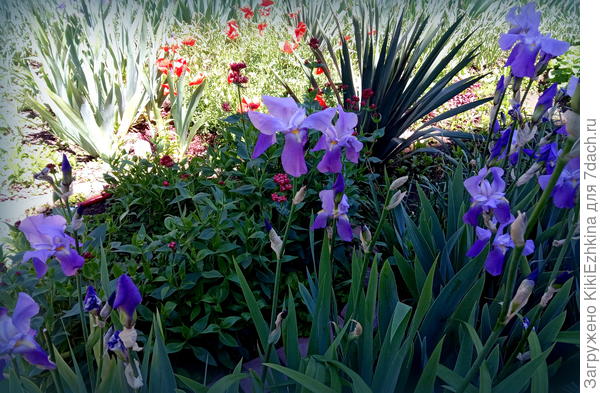 Вот  мои голубовато-сиреневые... бородатые  ирисы...