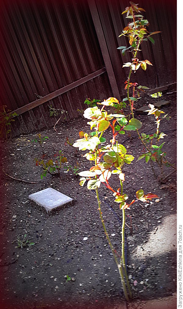 Высокие розочки трогать не стала- они цвели в прошлом  сезоне, а те,что на заднем  плане-  многие  повыкорчёвывала...