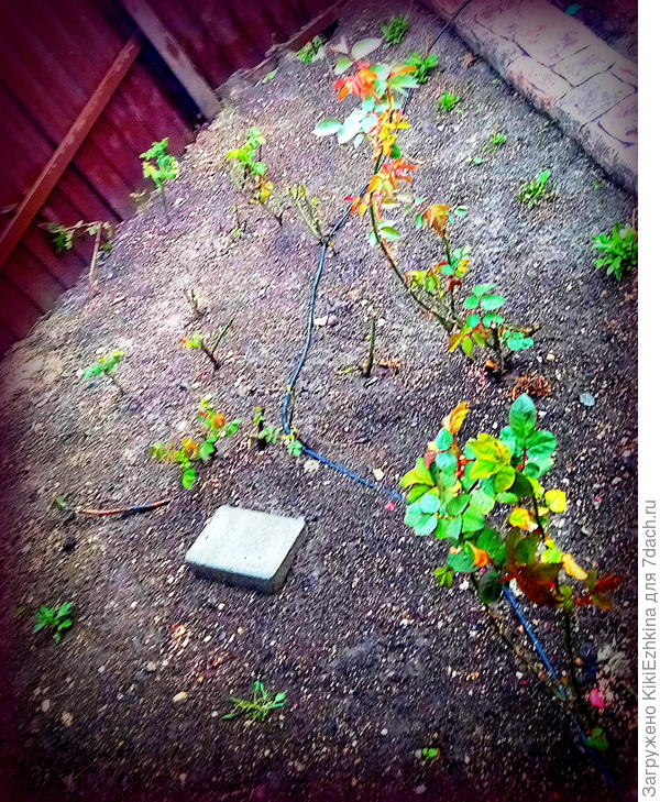 Вот эта моя  розовая  клумба-терраса,которую мне пришлось  капитально проредить