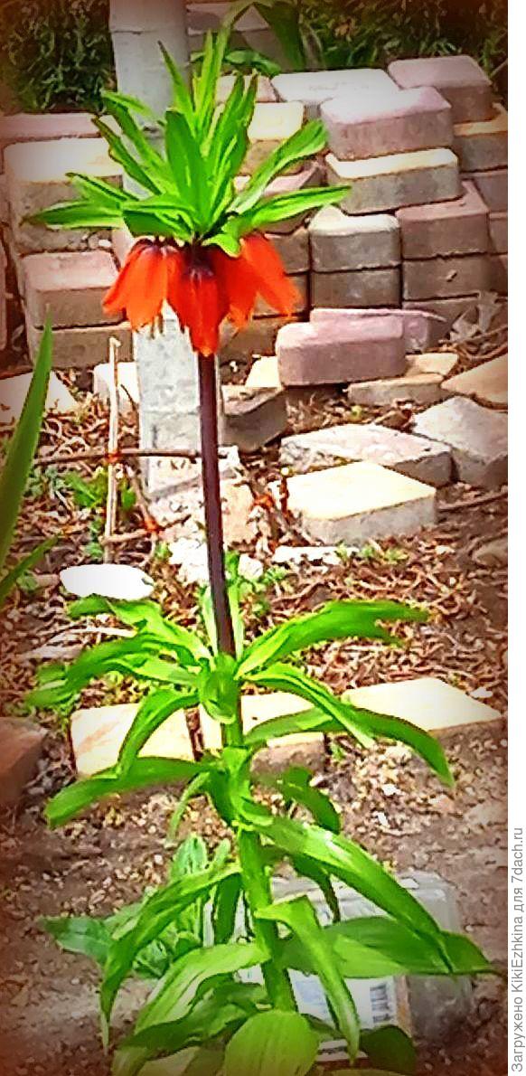 Зацвёл  мой  рябчик впервые  в  нашем саду  по  соседству с уложенной плиткой! Моя детвора ежедневно её  растаскивает как мураши- собирать не успеваю :)