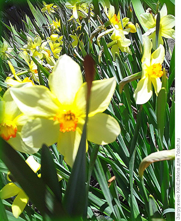 Подброшу на сайт нашего солнышка!