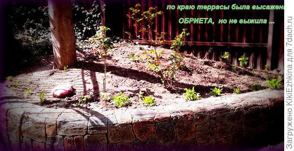 Вместо сгинувшей  от  стихийного  заливания  обриеты пришлось посадить кентрантус  по  краю террасы! - не сбылась моя мечта об обриете!