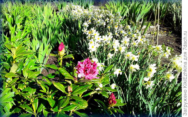 Нарциссы в полном своём развитии- третий год на новом месте...