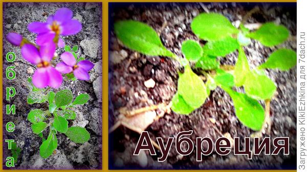 Очень за него переживаю-  как бы  его сохранить и   дать ему  разрастись?