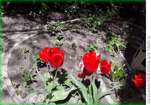 Сегодняшняя  погода и  в центре- проклюнулась вторая  в этом сезоне  хоста...