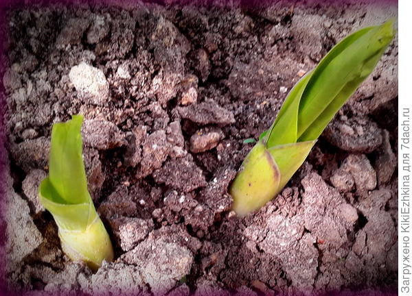 А эти проклюнулись по центру маленького индийского огурца - на затенённой  клумбе...