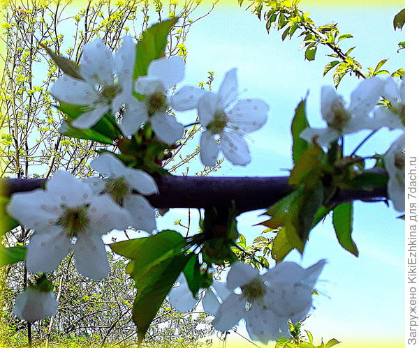 Сейчас  цветёт черешня, а абрикос уже отцвёл...