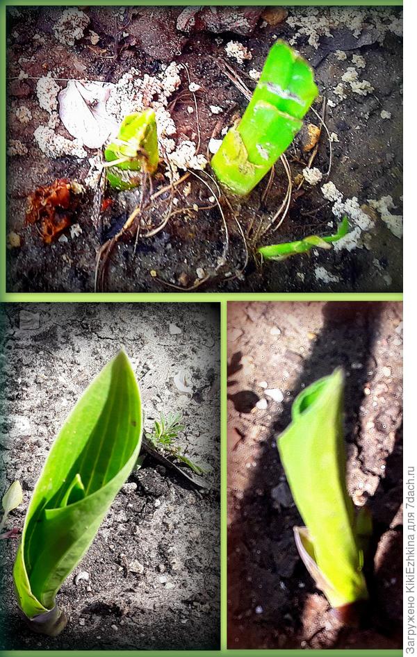 По верхней фотографии - пока не уверена  что это хосты вылезли... Но я надеюсь...