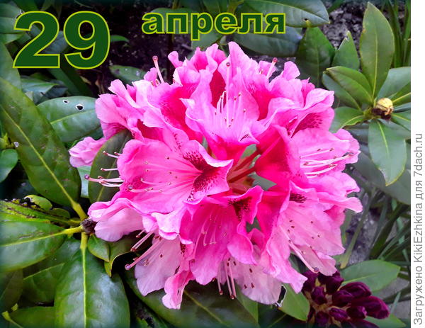 Первое цветение на постоянном  месте жительства...  Сажала в прошлом году в  цветущем  состоянии...