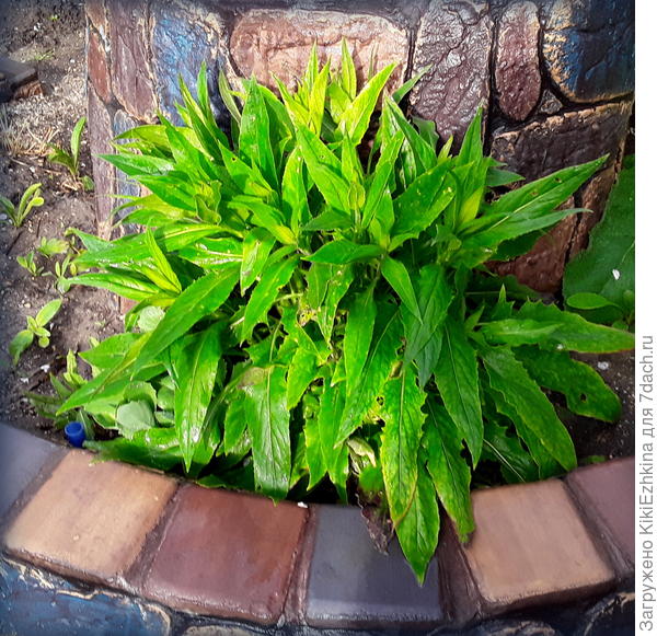 Осенью раздумывала-убирать куст с горки или оставить-но часть старых плетей выглядели рвущимися к продолжению жизни-зелёные побеги давали пучками- корень оставила- и наверное в этом году буду наблюдать его цветение!