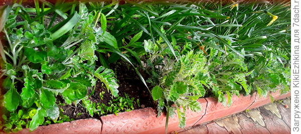 Цинерария- второгодки...  Почему-то не  серебристая  ,а  зелёная!