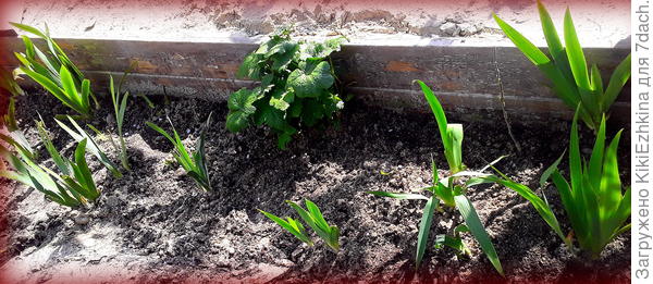 Несколько  дней  разгребала навалившийся за коробку в сад песок. Тут меня   радует  Шток-роза, она считается   двухлетником, надеюсь  у меня она  проявит себя как   МНОГОЛЕТНИК, и  даст хорошее цветение в этом сезоне. Прошлым летом дала несколько розовых цветков...  Как  бы  её  простимулировать?