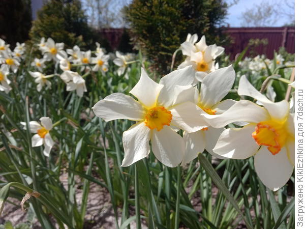 Нарциссы  в этом году  столь пышно цвели-очень порадовали, однако    длительность цветения у них  недолговечна... Сейчас  уже все  свои засушенные  цветочки  несут на стрелках и заметила набухшие  коробочки-вероятно там должны быть семена... Никогда раньше не задумывалась о семенах нарциссов...  Обычно же их всегда размножают отделением   деток...