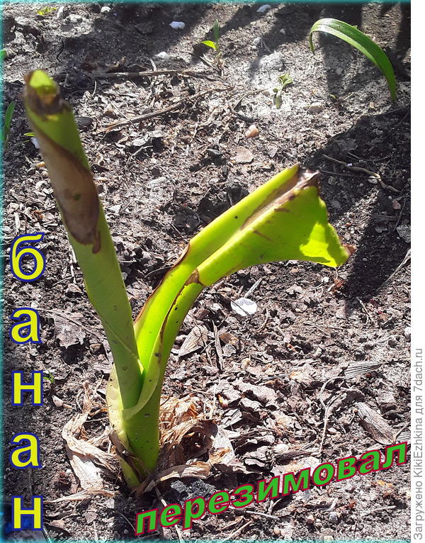 Провёл всю зимушку под кучкой  сухой  листвы от ореха внутри картонной  коробки...