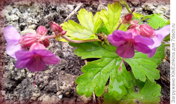 К какому сорту  можно отнести этих юных красоток?