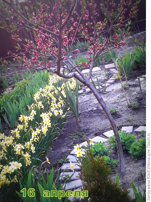 Вооружившись опрыскивателем  с  препаратом  СКОР - вышла  на борьбу и кроме прочего обнаружила на персике курчавость и  выпуклости красноватого вида.  Кое-что  больное срезала и пообрывала.  Теперь  переживаю: поможет ли  лечение?  И что делать дальше,когда  болезни себя столь явно обнаружили?