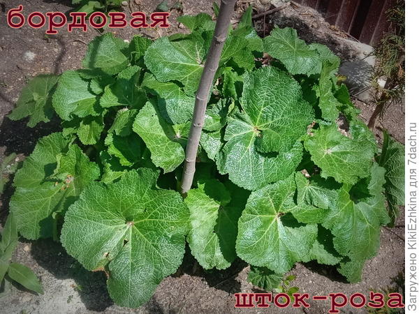 Однако на днях заметила на шток-розе  мелкие пятнышки ржавчины-кое-где. Тут  мне стало понятно,что  необходима дополнительная обработка от грибковых заболеваний.