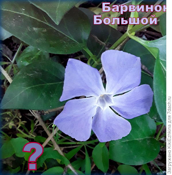 Правильно ли я определила   сорт  цветка?