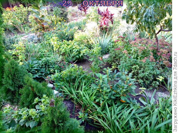 Не  было ни малейших намёков на болезни!- Хотя сад  вокруг него кишмя  кишел всякой  растительностью!  Вот я  и расслабилась- подумалось- курчавость 2020 года  ушла в прошлое! А оказалось- НЕТ!