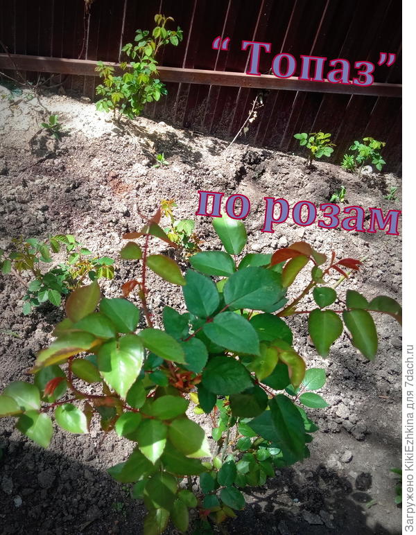 Буквально недавно  розы и   &quot;прочая&quot;   обрабатывала препаратом Топаз и успокоилась, наблюдая  за  плетистой розой:   листочки пошли в рост, серого  налёта я не замечала, и казалось, всё  протекает нормально.