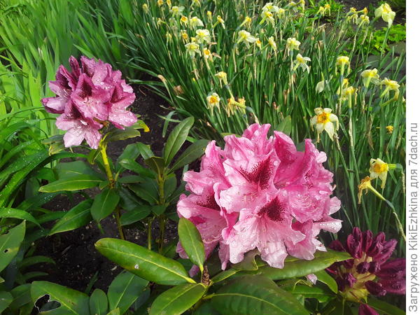 Первое  цветение  молодого куста  в  моём саду (первые 4 цветоноса-остальные  были откручены в прошлом  сезоне-чтобы дать корням спокойно прижиться)