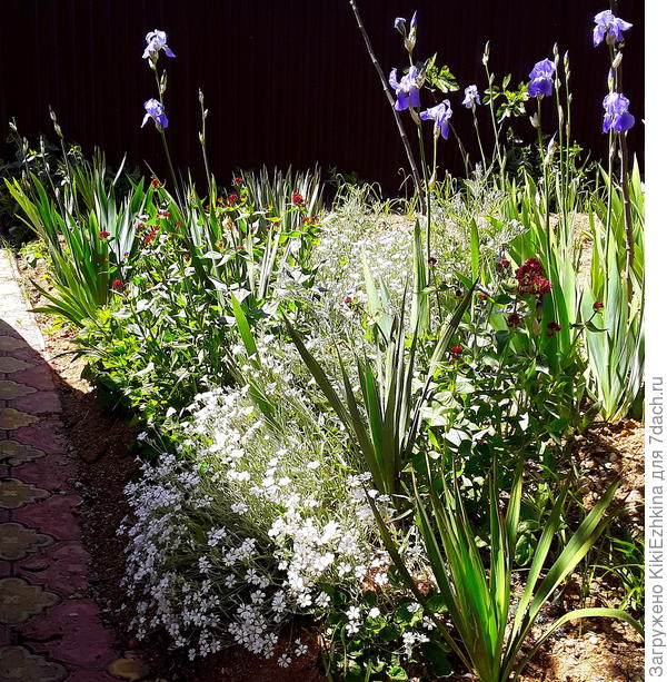 Мои зазаборные  первопроходцы:  после стрижки ясколки  внутри двора  -обрезки прикопала за оградой и вот в эту  весну они уже   и зацвели!