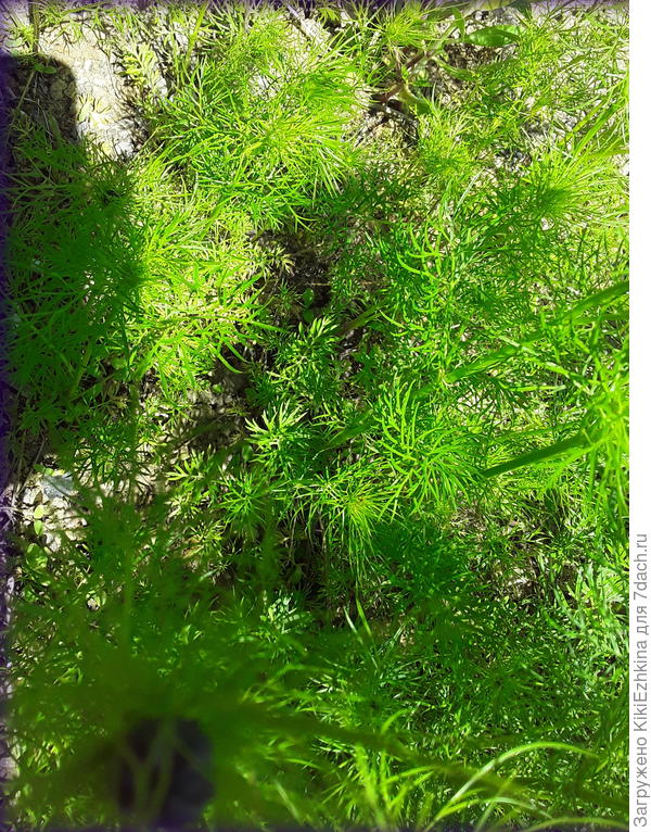 Нигелла набирает цвет...Скоро зацветёт...