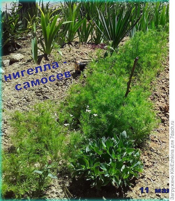 Посеяна была прошлым летом двумя рядами. Выросла  самосевной грядочкой...