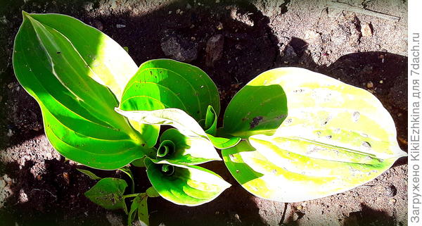 Я  названий  своих хост вообще  пока не знаю- и  у меня  все они разные...