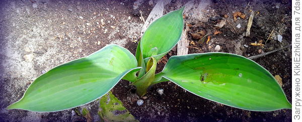 Просыпаются  постепенно и другие  мои хосточки  (штучек  5  пока  не видно)...