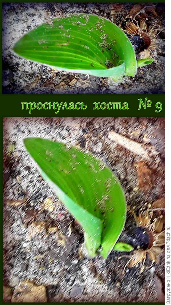 Порядковый  номер  по  времени  прорастания хост-новичков  моего сада... (Названий  не знаю!)