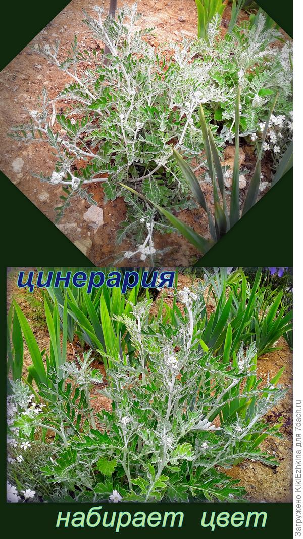 Надеюсь  цветение меня  порадует...