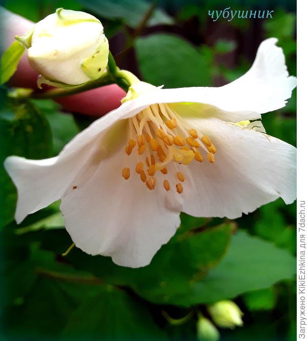 А у меня  к 16  мая  первый  цветочек  новый  кустик Чубушника  показал...