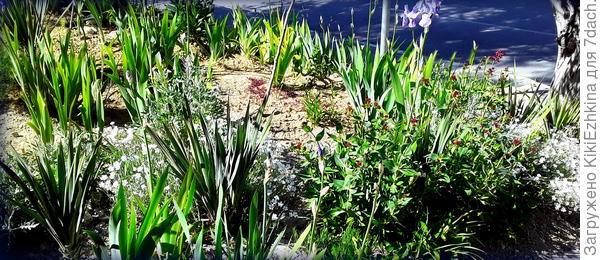 Вот  так  постепенно  заполняется  пространство  моего  палисадника-только из излишков  того,чему  уже просто нет места в  саду! Скоро  будет царить Кентрантус...