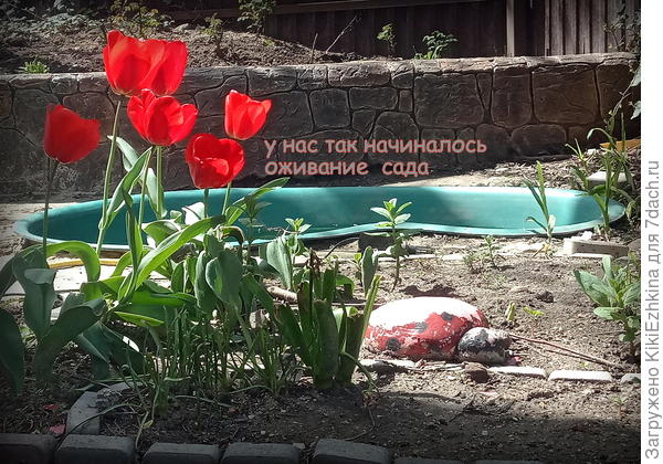 Из зимы  тоже  вышли в неприкаянном  виде -  ничто ещё не прибрано было- пруд голый...  На  сегодня нашла вариант его оживления  и  вписывания в  идею сада- обсадила душистой фиалкой- весьма жизнестойкое многолетнее растение ...