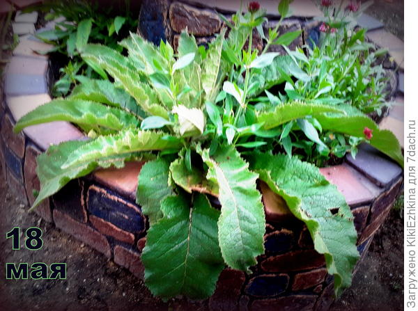 Вижу  сколь интенсивно разрастается розетка листьев-задаюсь вопросом: а  когда же начнётся цветение?