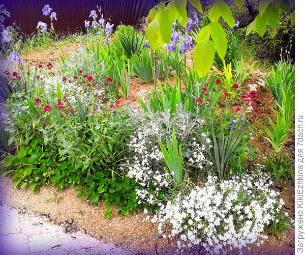 Этой весной  впервые тут зацвели ирисы, ясколка, валериана красная,календула,вечерница матроны...