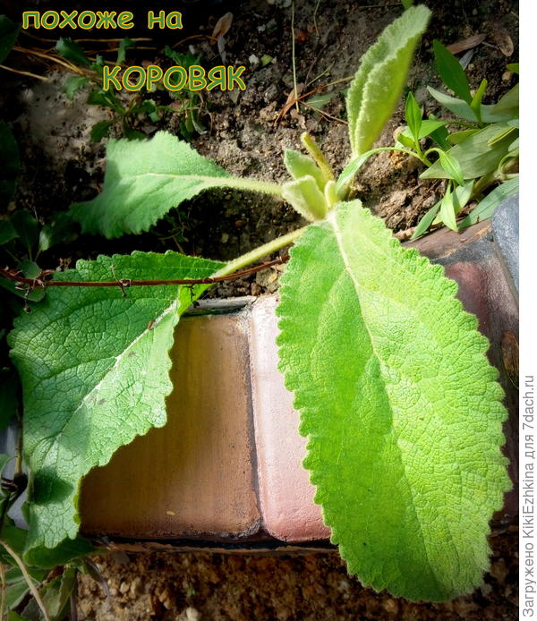 В  КОНЦЕ  АВГУСТА   прошлого лета...  Сейчас  уже намного пышнее,но часть нижних листьев  почему-то желтеют...