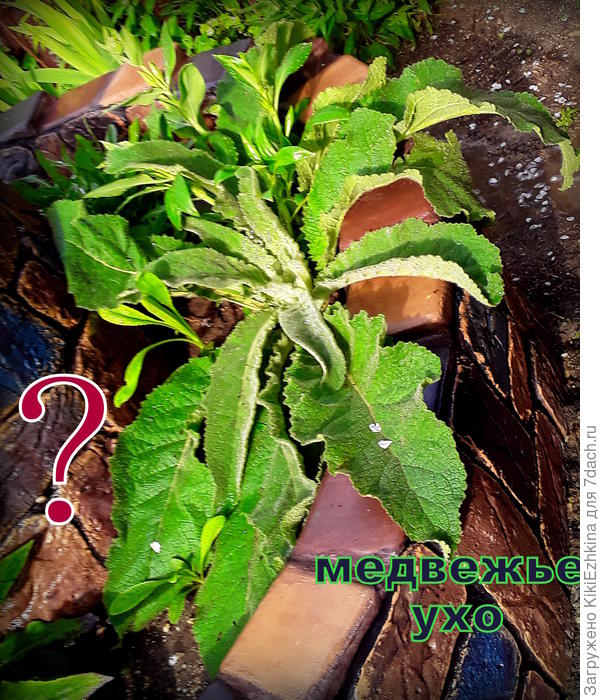 Встретилось  и второе название коровяка -медвежье ухо...