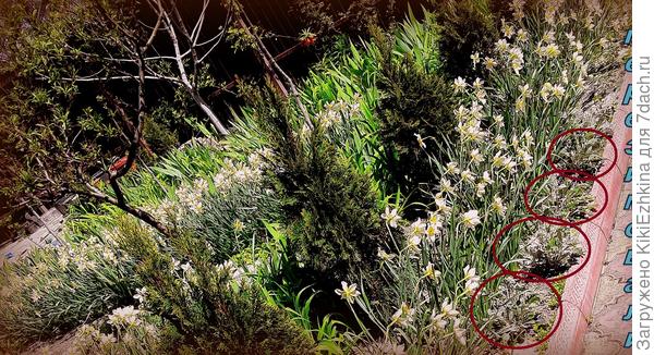 Буду  ждать цветочков и своих семян,чтобы  не собирать больше на городских клумбах :)