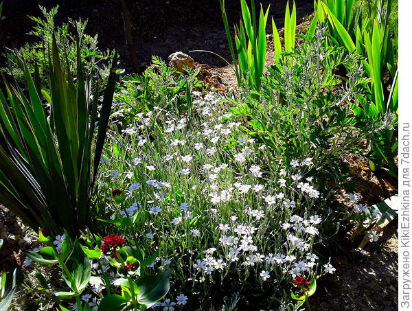 На данный  момент мне показалось,что  растения  приглушают впечатление (цинерария  потерялась рядом  с  ясколкой  и  ясколка не  имеет чётких очертаний куста...)