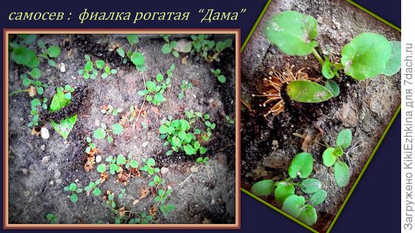 Надеюсь я  правильно определила   эти всходы как  фиалку рогатую...