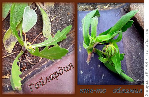 К  несчастью нашла  росток обломившимся- кто-то в саду шкодит...  Будем ждать следующих бутонов!