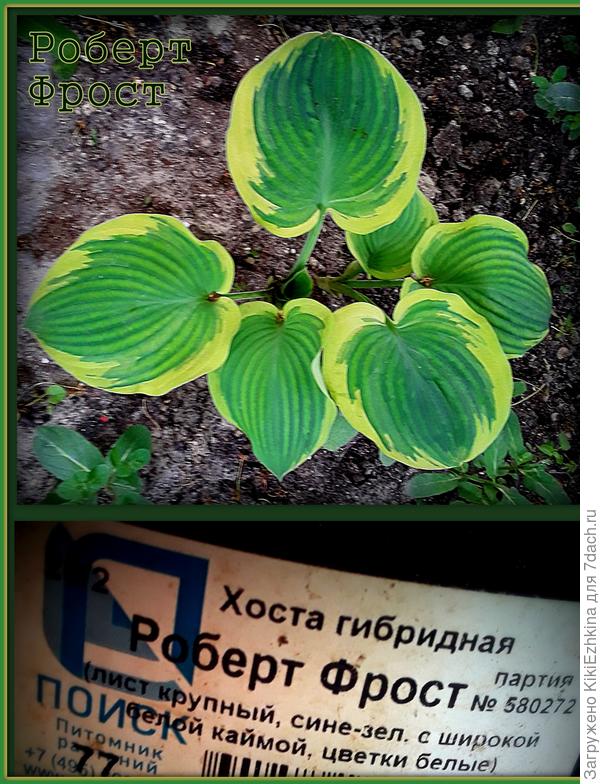 Единственная  Хоста,  которую доча принесла из магазина... Вот на горшке случайно обнаружилась её  этикеточка... Осенью,  когда  занималась рассаживанием  хост в авральном порядке- даже  этикетку не заметила...