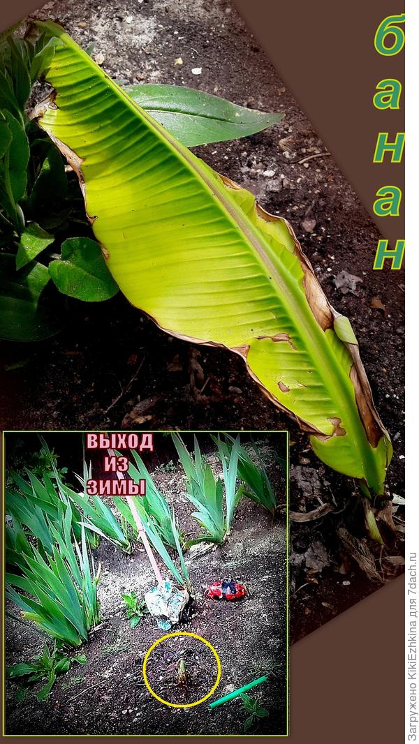 Старательно поливаю свой бананчик травяными  подкормками- отрастает не спеша...