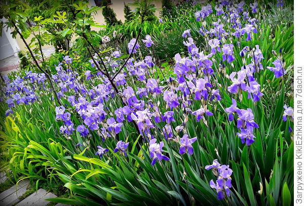 Сейчас весь сад наполнен  Ирисами  бородатыми...