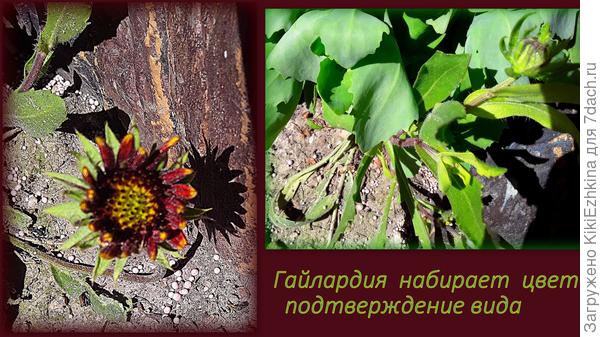 Скоро  ,надеюсь , кустик разрастётся...